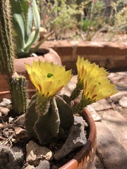 Echinocereus subinermis subinermis