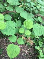 Rubus phoenicolasius