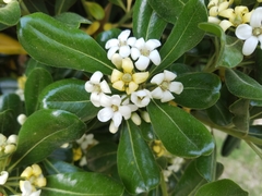 Pittosporum tobira