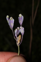Burmannia biflora