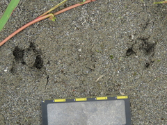 Lepus sinensis formosus