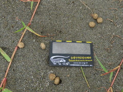 Lepus sinensis formosus