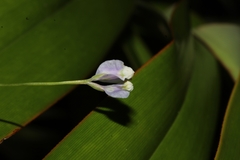 Burmannia biflora