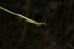 Burmannia biflora