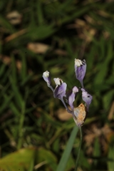 Burmannia biflora