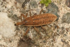Lixus punctiventris