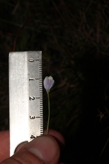 Burmannia biflora