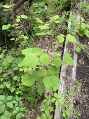 Rubus phoenicolasius