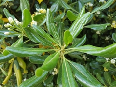 Pittosporum tobira