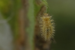 Subcoccinella
