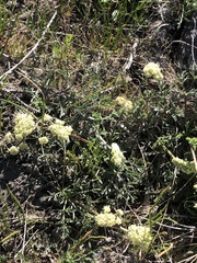 Lomatium peckianum