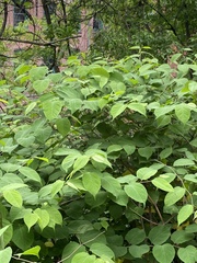 Reynoutria japonica
