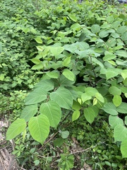 Reynoutria japonica