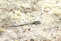 Aspidoscelis tigris