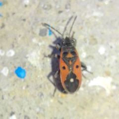 Melanocoryphus tristrami