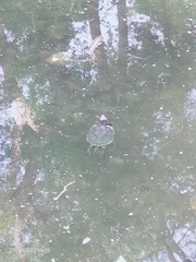 Trachemys scripta