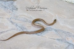 Macroprotodon mauritanicus