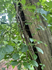Celastrus orbiculatus