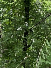 Rosa multiflora