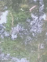 Trachemys scripta