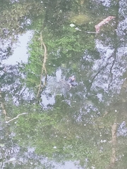 Trachemys scripta