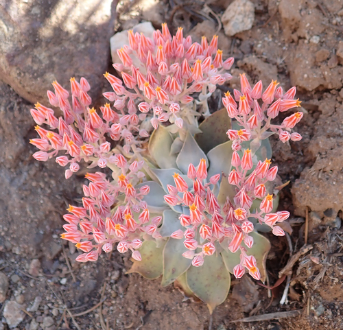 Canyon Dudleya