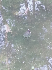 Trachemys scripta