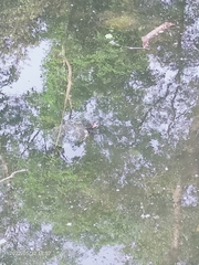 Trachemys scripta