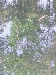 Trachemys scripta