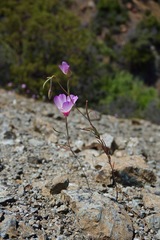 Clarkia gracilis tracyi