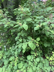 Rubus phoenicolasius