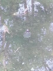 Trachemys scripta