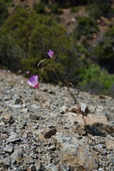 Clarkia gracilis tracyi