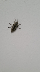 Texania fulleri
