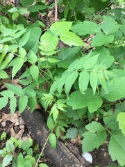 Ailanthus altissima