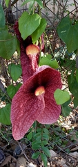 Aristolochia gigantea