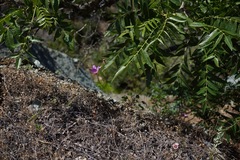 Clarkia gracilis tracyi