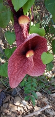 Aristolochia gigantea