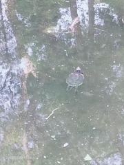 Trachemys scripta