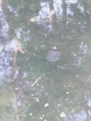 Trachemys scripta