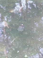 Trachemys scripta