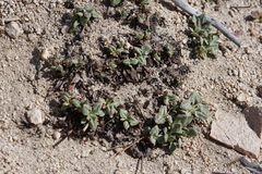 Eriogonum latens