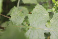 Languria trifasciata