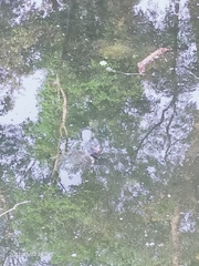 Trachemys scripta