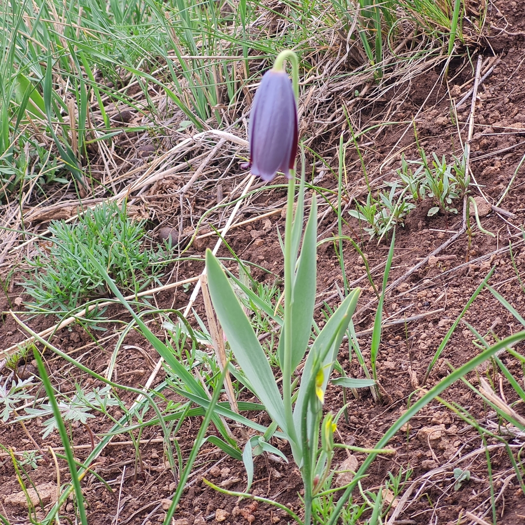 Fritillaria caucasica; photograph (c) Mohammad Sohrabi, some rights reserved (CC BY)