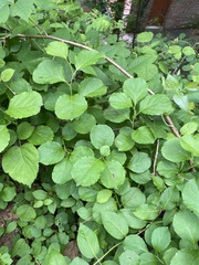Celastrus orbiculatus