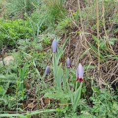 (c) Mohammad Sohrabi, some rights reserved (CC BY) Fritillaria caucasica, photograph (c) Mohammad Sohrabi, some rights reserved (CC BY)