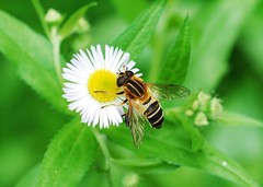 Helophilus eristaloidea