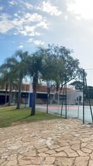 Syagrus romanzoffiana