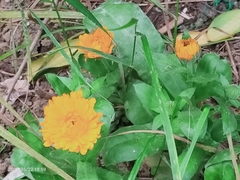 Calendula officinalis
